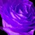 :iconrosesofarchus: