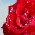 :iconrosesrred89: