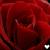 :iconRoseThorn33: