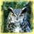 :iconrosethornedowl: