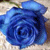 :iconrosetidestock: