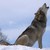 :iconrosewolf14: