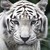 :iconrosewood0633: