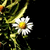 :iconroseycheekedhobbit: