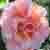 :iconroseysnowdroplets: