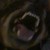 :iconroseythewolf: