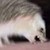 :iconroslady: