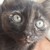 RossieNightray :iconrossienightray: