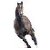 :iconrossinidan: