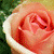 :iconrosy-petals: