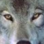 :iconrosyrayna123: