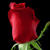 :iconrote-rosen: