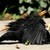 :iconroterwolkenvogel: