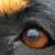 :iconrottenweiler: