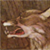 :iconrottenwolf: