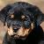 :iconrottweiler-chan: