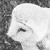 :iconrotundifolia: