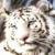 :iconroun-the-echidna:
