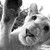 :iconroux006: