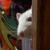 :iconrowan161: