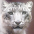 :iconrowanva-aeo: