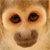 :iconrowenepp:
