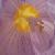 :iconroxas-nobody-xiii:
