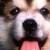 :iconroxasarc: