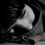 :iconroxfoxpatox: