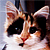 :iconroxio-luff: