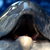 :iconRoxMad: