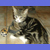 :iconroxy-punk-1236: