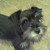 :iconroxydog2: