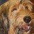 :iconroyalmaplekennel: