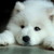 :iconrozeyred4real1234: