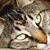 :iconrpieratt: