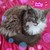 :iconrsvpixie: