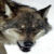 :iconRtalon235: