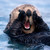 :iconrtdoucet: