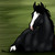 :iconrtop-international: