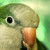 :iconruary: