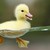 :iconrubbaduck4luck: