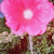 :iconrubicund: