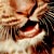 :iconrubidettio: