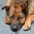 :iconruby-lion: