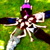 :iconRubyRoom:
