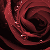 :iconrubyrose2094: