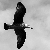 :iconrudeangel177: