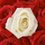 :iconrueflower: