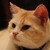 :iconruevienne: